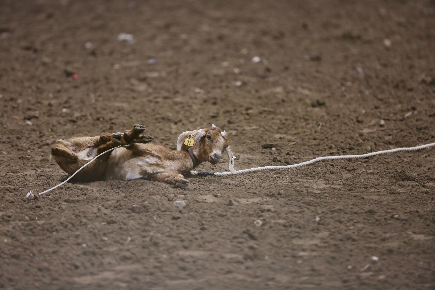 CNFR